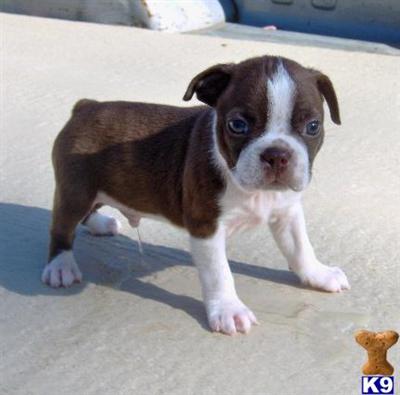 Boston Terrier Puppies for Sale